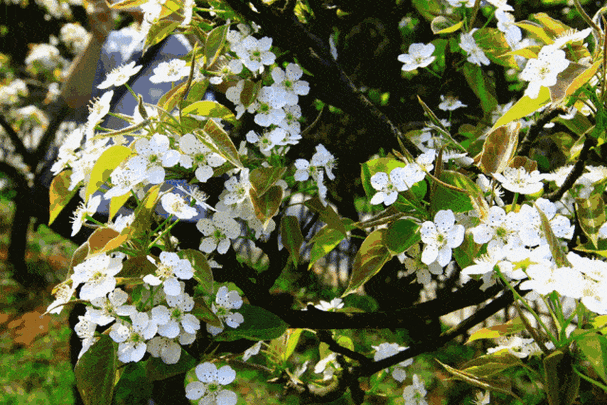 森手不凡:人生感悟 - vv