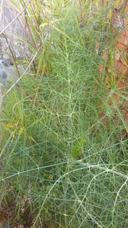 莳萝和茴香的区别(莳萝和茴香的区别视频)