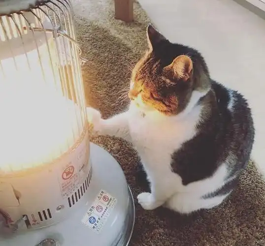 猫咪太可爱了!因为温度太低,导致这只"冻成猫"成为网红