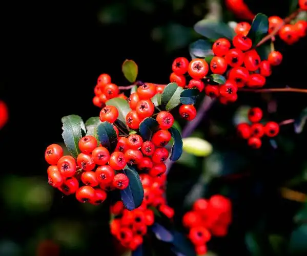 火红的火棘 - 美篇