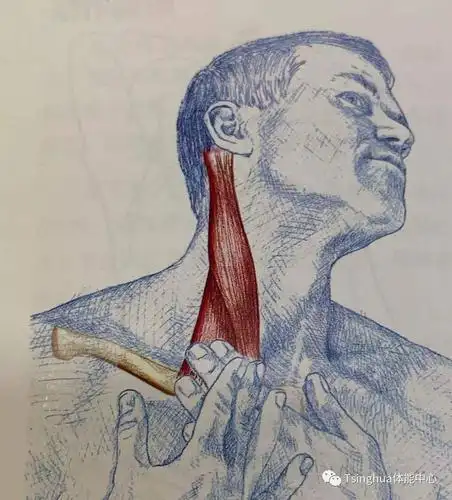 颈部疼痛 放松这些肌肉就够了