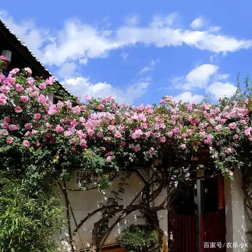 藤本植物"蓝色阴雨"——小阳台也能养成花瀑布,常年赏花太美了