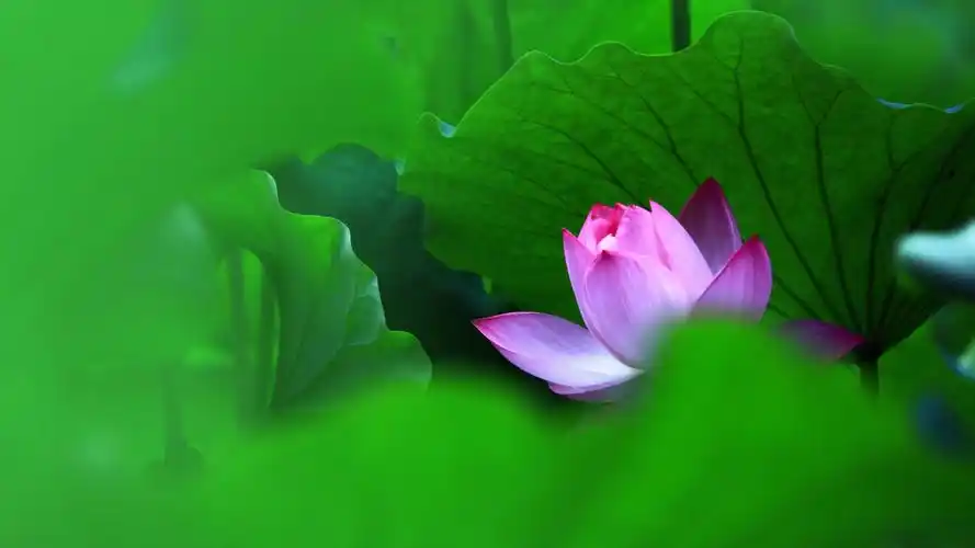 夏日荷花桌面壁纸