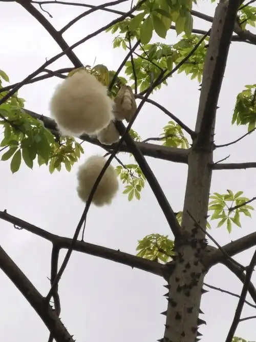 木棉花开得差不多了,准备到了木棉絮满天飘的日子,想起之前坐在教室