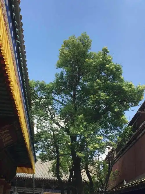 这是一颗神奇而又神圣的菩提树,据说这颗树上有10万片叶子,代表了十万