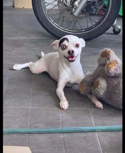 狗狗只长了一个眉毛,看起来特别搞笑,怎么感觉有哈士奇的血统呢