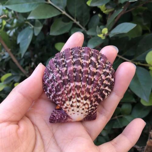 家居贝壳天然海螺油画海扇蛤紫色鱼缸地中海海洋海螺