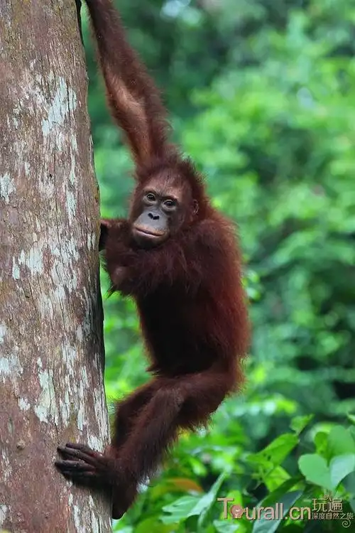 濒临绝迹的红毛猩猩马来西亚山打根人猿庇护中心