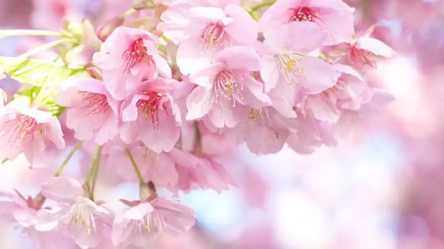 电脑壁纸 花卉 鲜花 4k高清樱花唯美图片