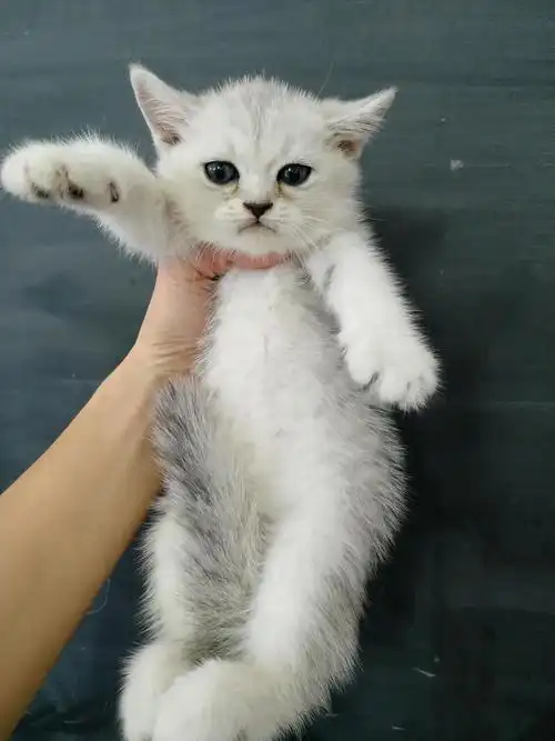 英短渐层,美短,蓝猫,乳白弟弟,找新家,坐标广州.