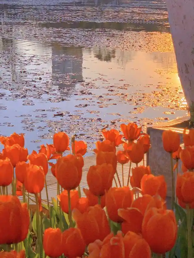 一些超美超治愈的朋友圈背景图