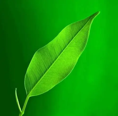 护眼锁屏和聊天背景图,值得一用