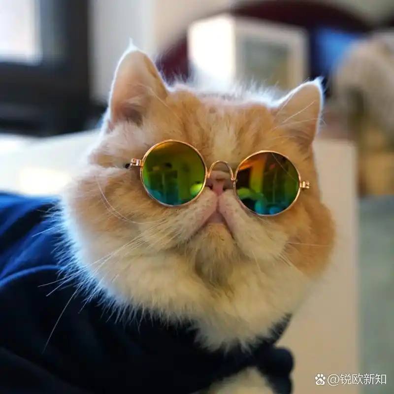 墨镜一戴,谁都不爱(一组猫猫墨镜头像) 整理了一堆猫猫墨镜表情包