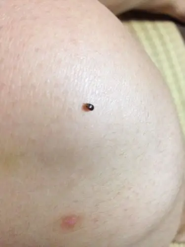 家里最近经常飞出这种深褐色硬壳会飞的小虫子,求名字想知道这是什么