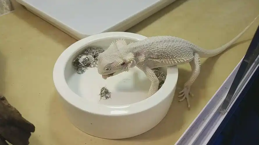 鬃狮蜥zero白甲吃早饭_哔哩哔哩_bilibili