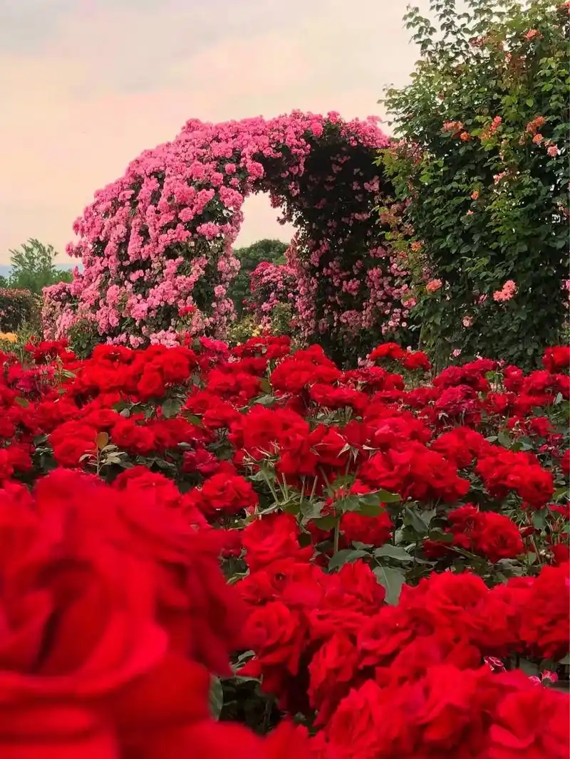 梅州爱丽丝庄园一不不小心就进入了花期,快约上闺蜜一起来打卡吧 - 抖