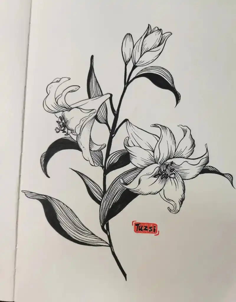 今晚的线条练习～线描百合#手绘 #一起学画画 #画画 #花卉 - 抖音