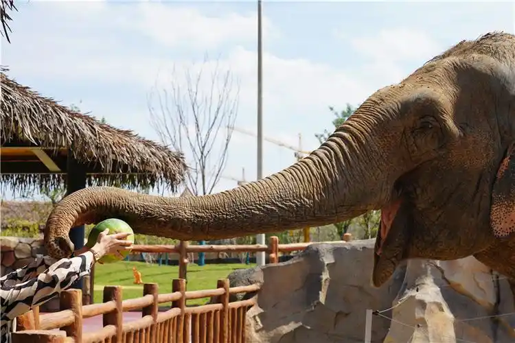徐州九顶山野生动物园9月28日开园解锁动物观赏新路径