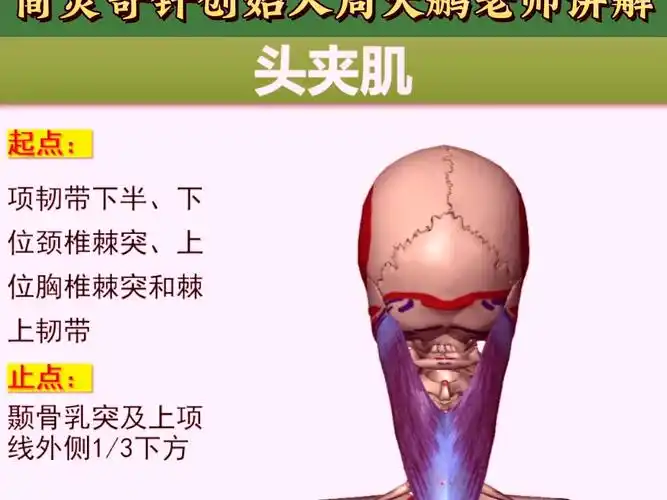 头夹肌——头顶痛要找它!4个方面全方位讲解——天下明医平台简灵奇针