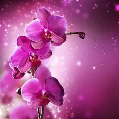 2021带来好运的微信头像图片 漂亮高清