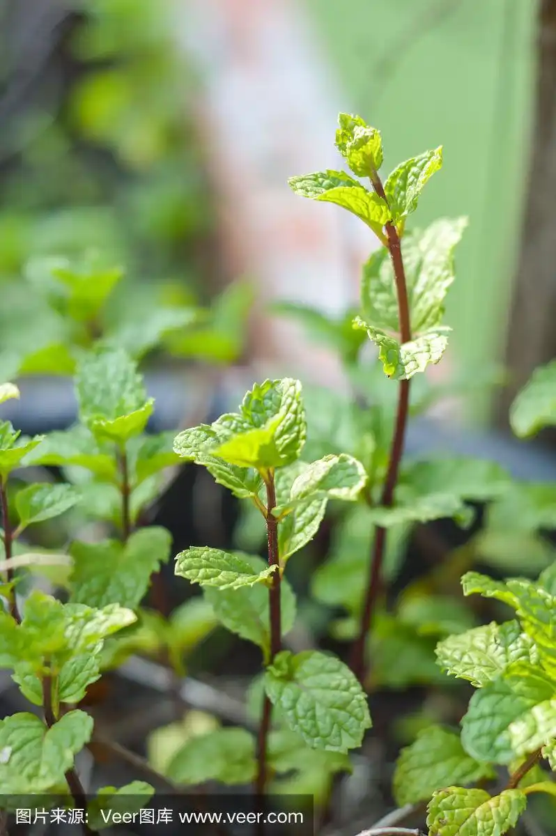 花园里的薄荷树