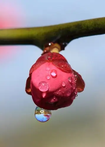 小桥流水映梅花