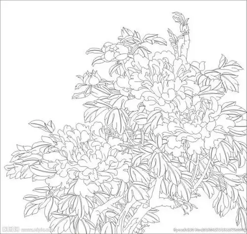 牡丹 富贵图片有关牡丹花简笔画图片的内容就分享到这里,希望能解决你