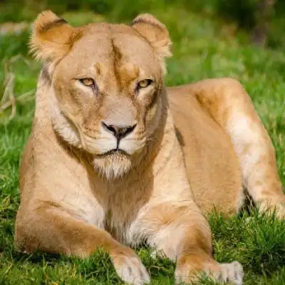 狮子头像图片草原上的母狮子图片