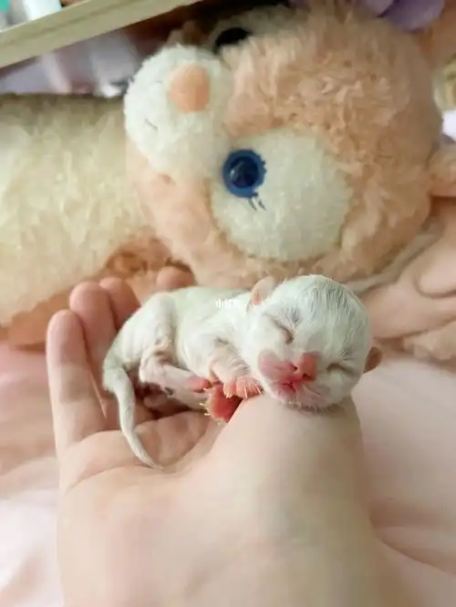 你见过刚出生一天的小奶猫吗好可爱呀