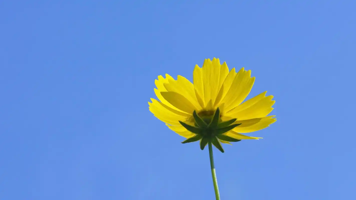 清新亮眼鲜花大图电脑桌面壁纸高清大图预览1920x1080_植物壁纸下载