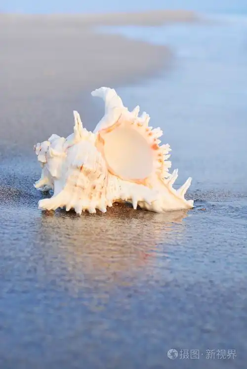 在波浪中的沙质海滩上的贝壳