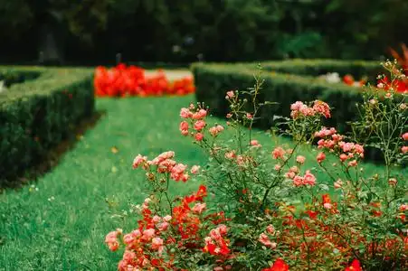 花园的景色美丽的花园与几何灌木和花朵在阳光明媚的日子里风景如画的