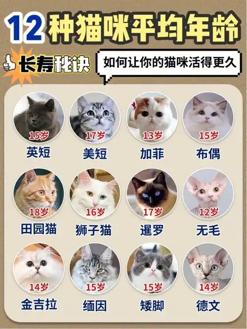 新手养猫必看|如何提升猫咪寿命60