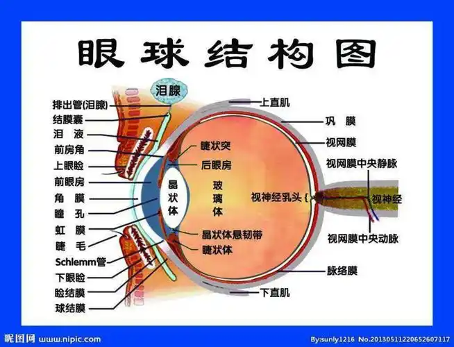为什么会近视呢?樊妈妈带我们先来看看眼睛的结构