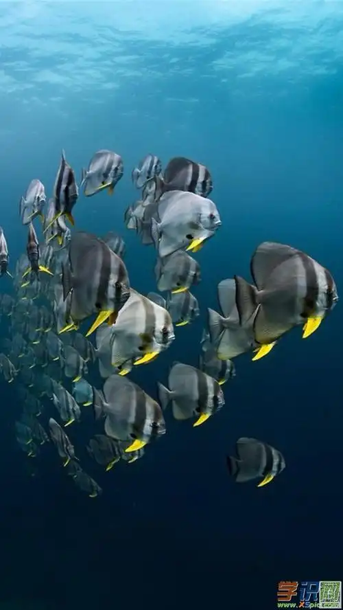 苹果8壁纸鱼高清壁纸