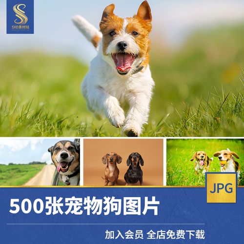 高清素材宠物狗图片可爱动物摄影萌宠店名犬海报柴斗牛犬边牧jpg