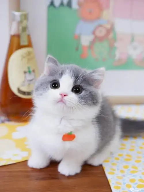 蓝白英短蓝白猫英短猫幼猫小猫咪家养英短蓝白猫咪