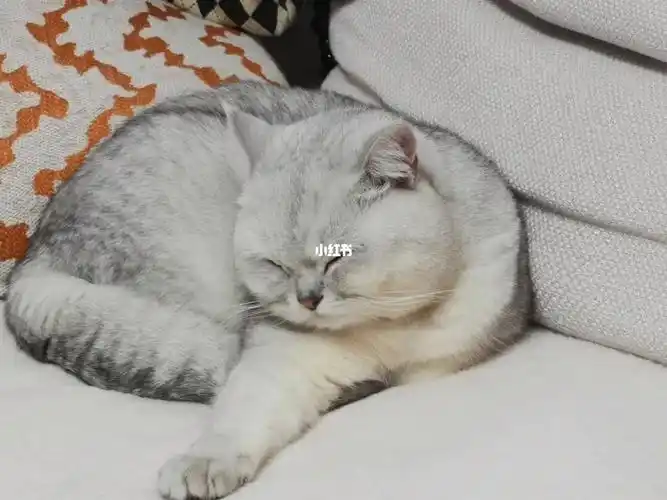 大家来说说养猫猫快乐吗有没有后悔的事