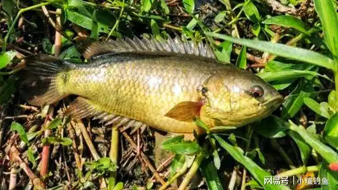 广西柳州河沟里的巴毛鱼因气温回升大量繁殖钓鱼人最怕钩到它