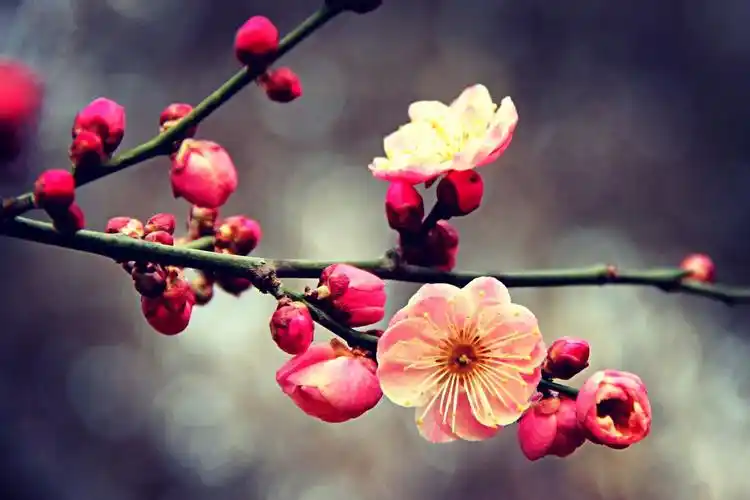 兴庆宫红梅,腊梅开了