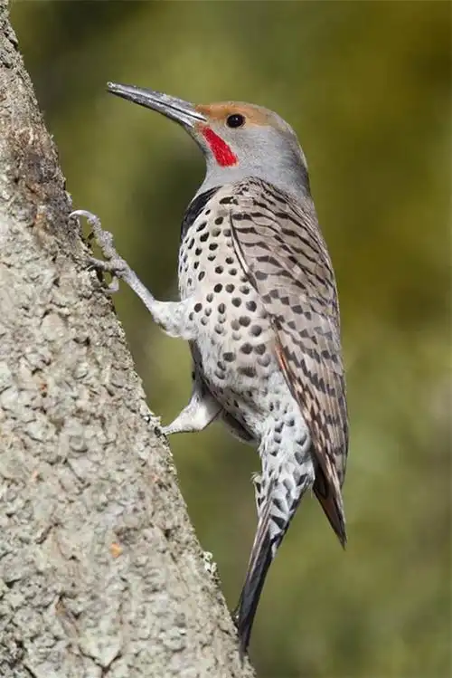 百鸟园(45)——扑动鴷