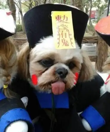 男子把4只西施犬打扮成僵尸群,网友:这个队伍也太萌了吧!