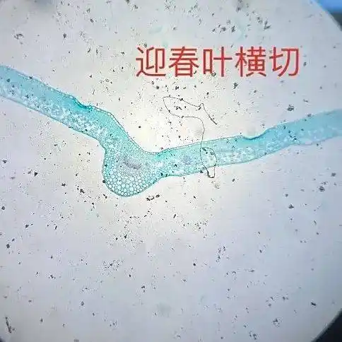 技术2001班颜晓雨拍摄百合子房横切片园林2001班李创旭拍摄百合花药