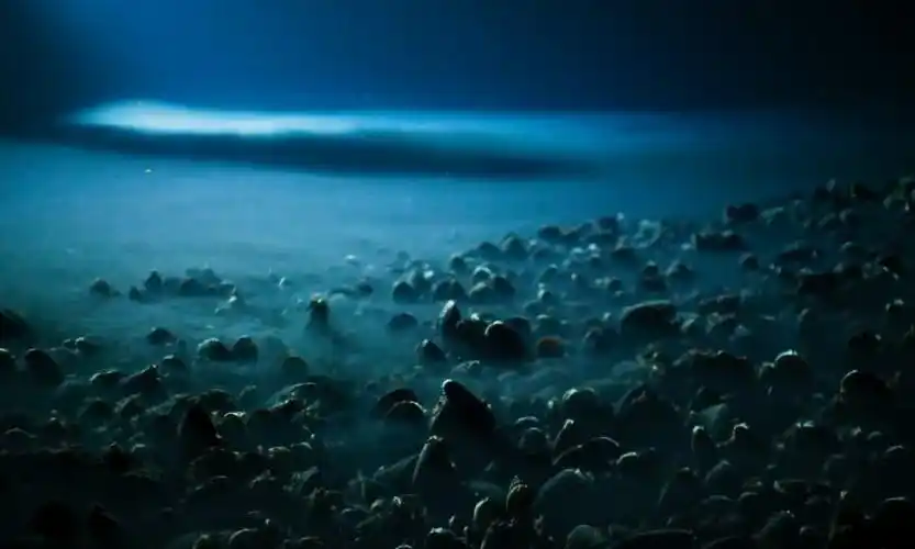 图 11:盐卤水形成的水池跟海水有明显的分界线