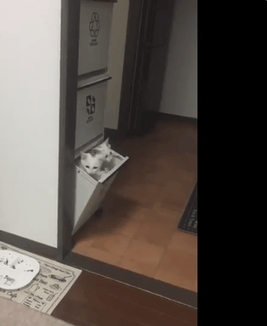 384_468gif 动态图 动图