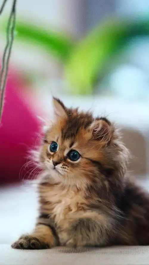 高清无水印可爱宠物猫咪图片(3)