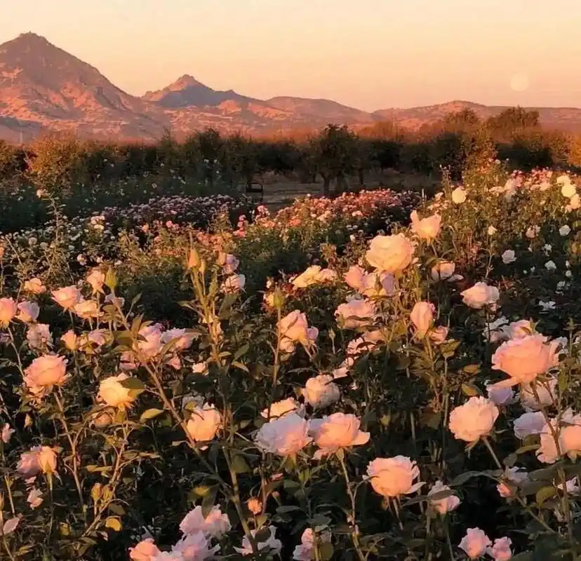 漫山遍野的花/ins风/唯美背景图分享 如果不能成为小王子的玫瑰花景请
