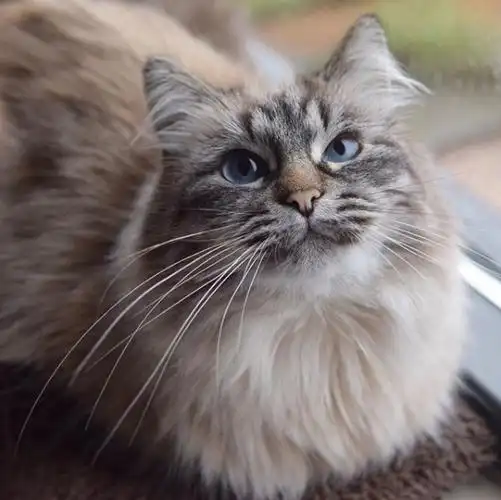 吸猫大会:缅因混血猫june