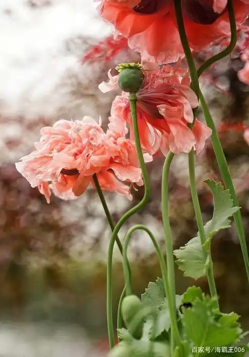 荷兰的花花世界——罂粟花