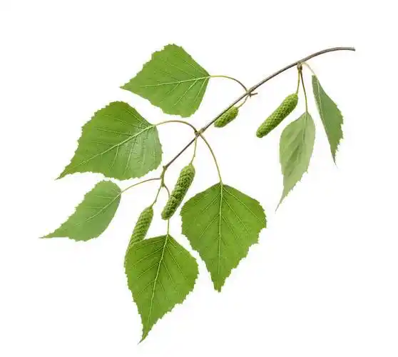 桦树,叶子,隔绝,影子_高清图片_全景视觉